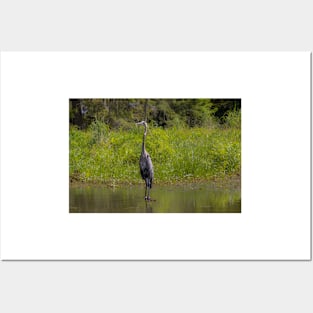 Great Blue Heron Bird in Tall Grass Posters and Art